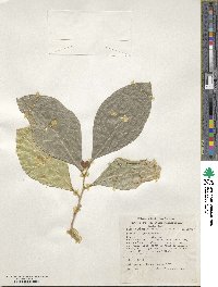 Ficus tinctoria image