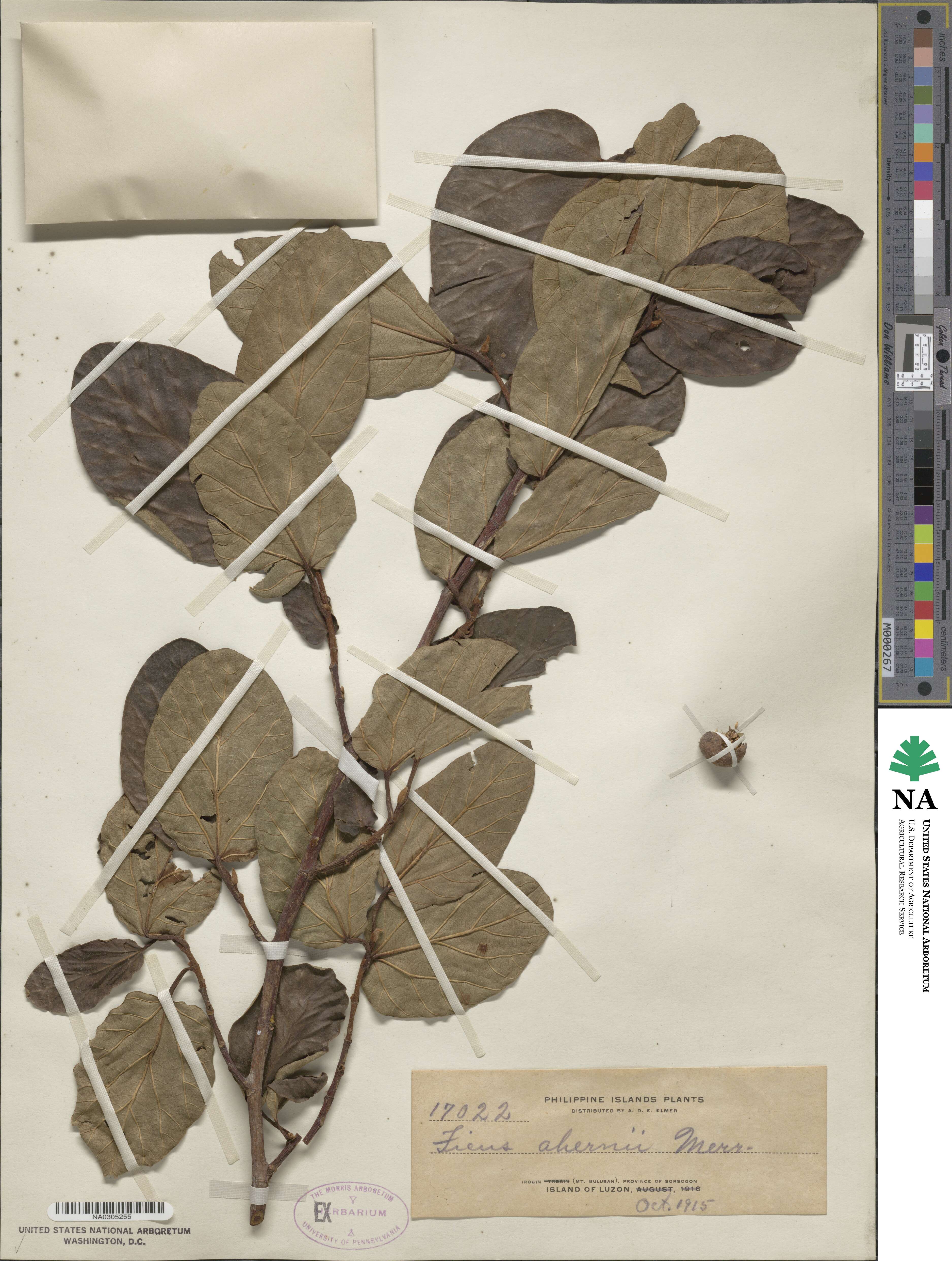 Ficus trichocarpa image