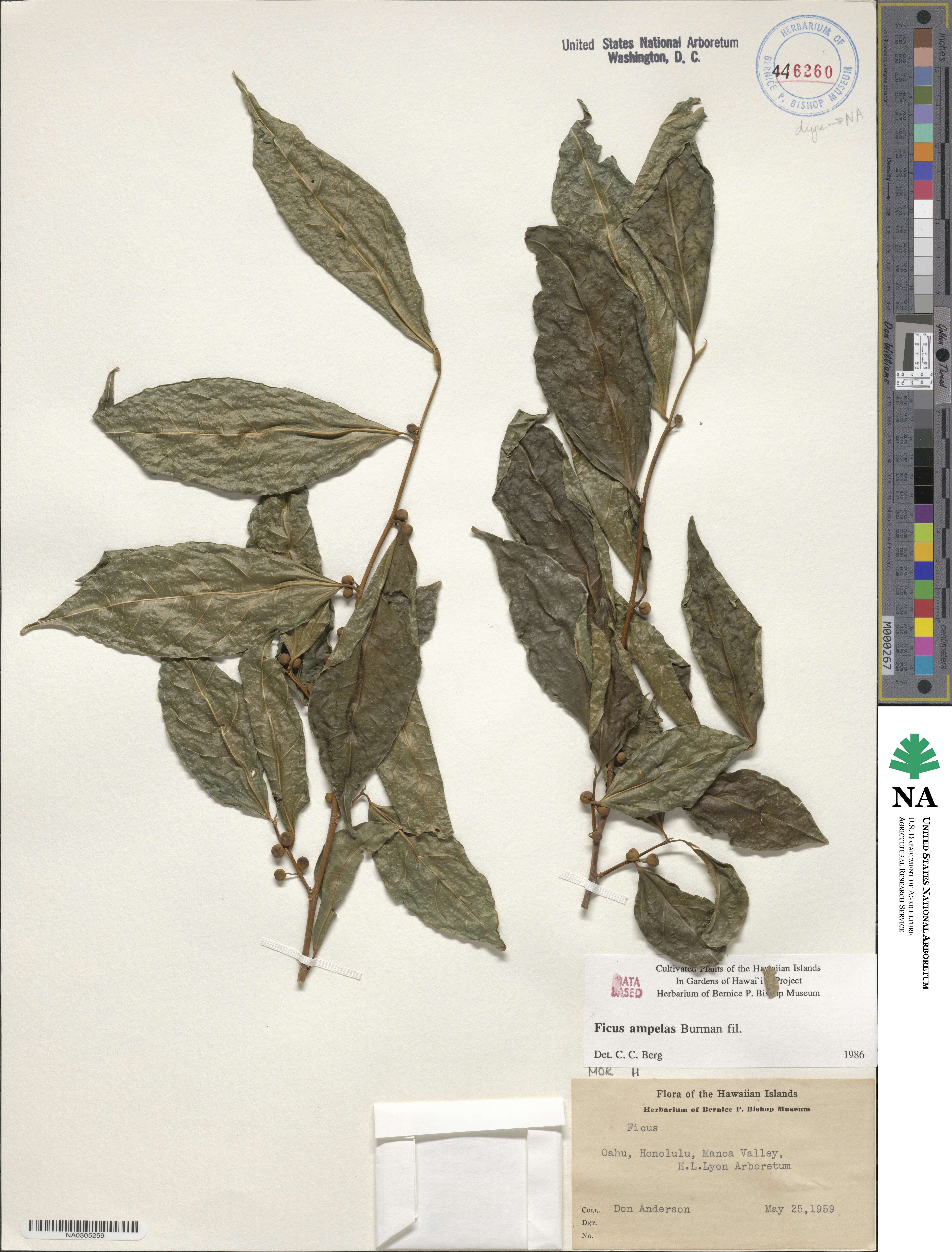 Ficus ampelas image