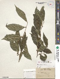 Ficus ampelas image