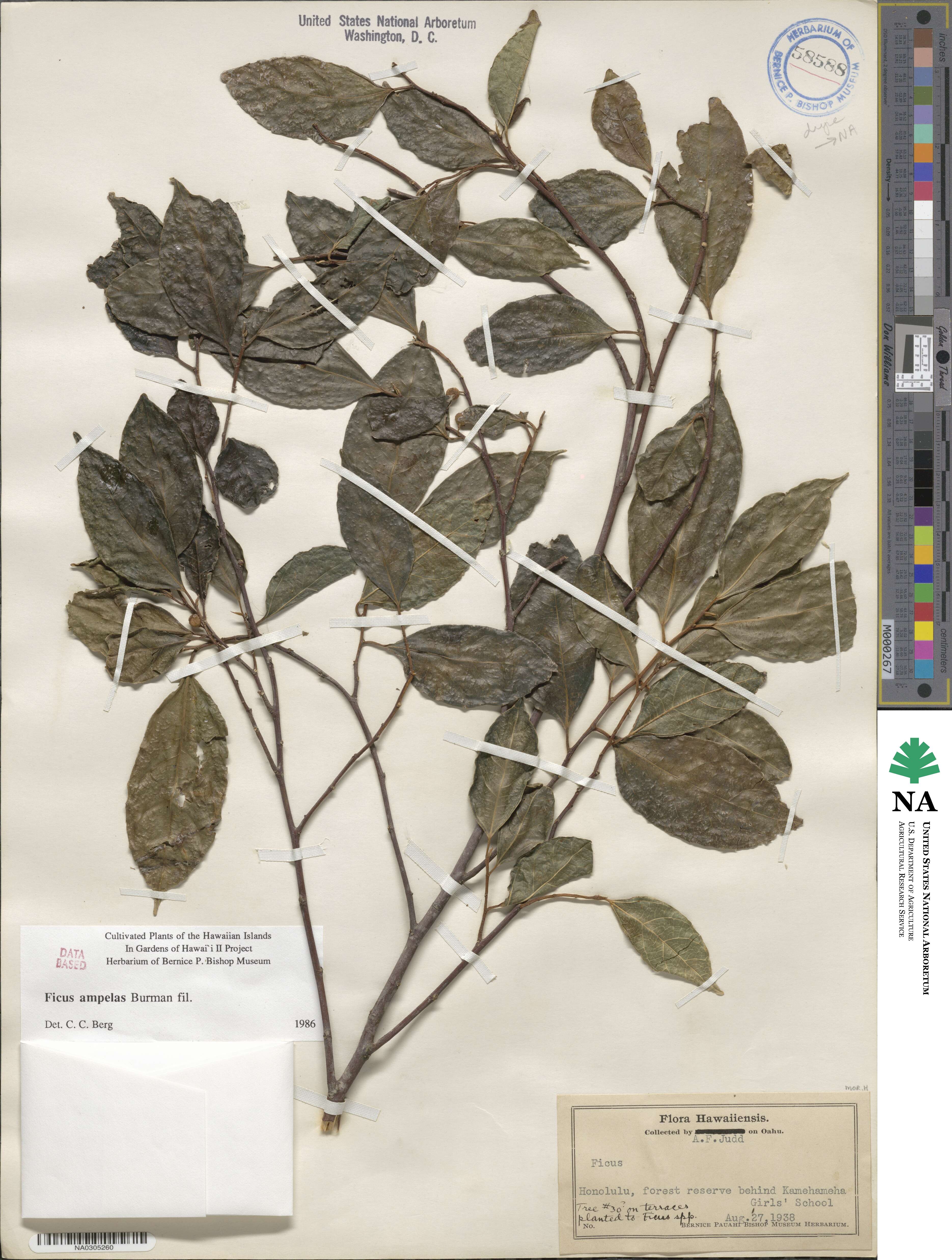 Ficus ampelas image