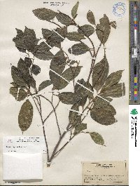 Ficus ampelas image