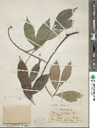 Ficus ampelas image