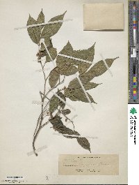 Ficus ampelas image