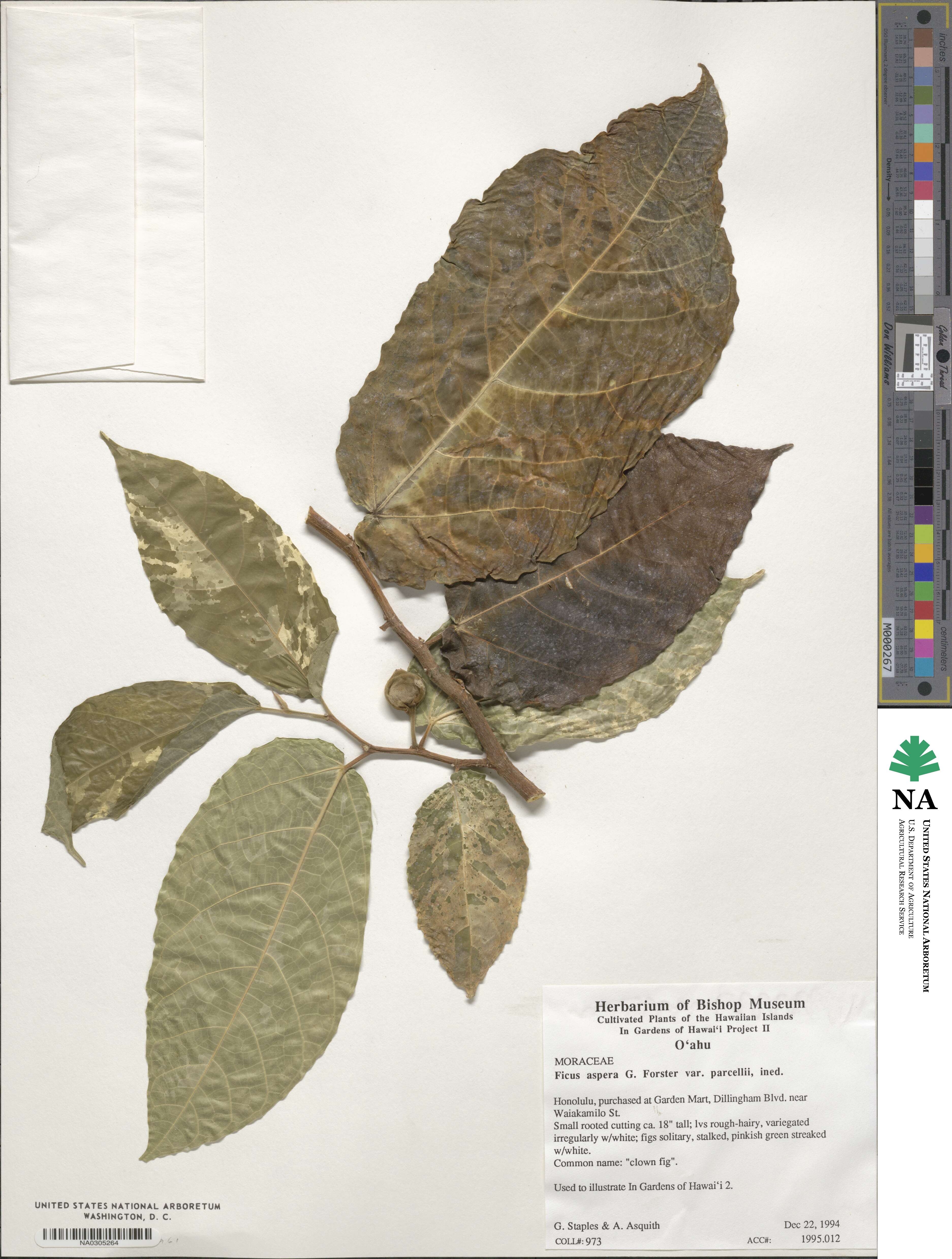 Ficus sycomorus image