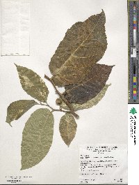 Ficus sycomorus subsp. sycomorus image