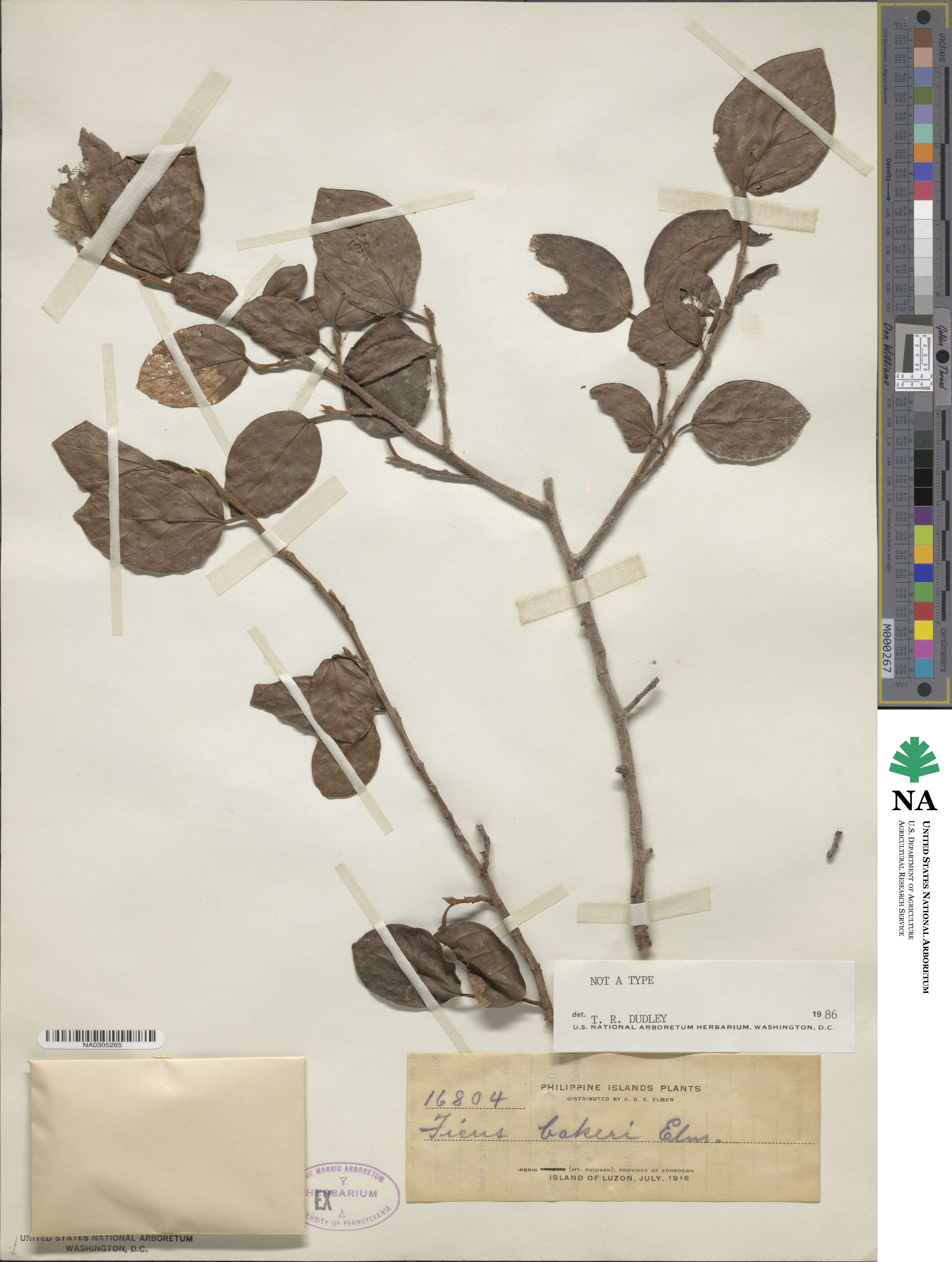 Ficus bakeri image