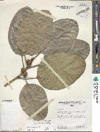 Ficus benghalensis image