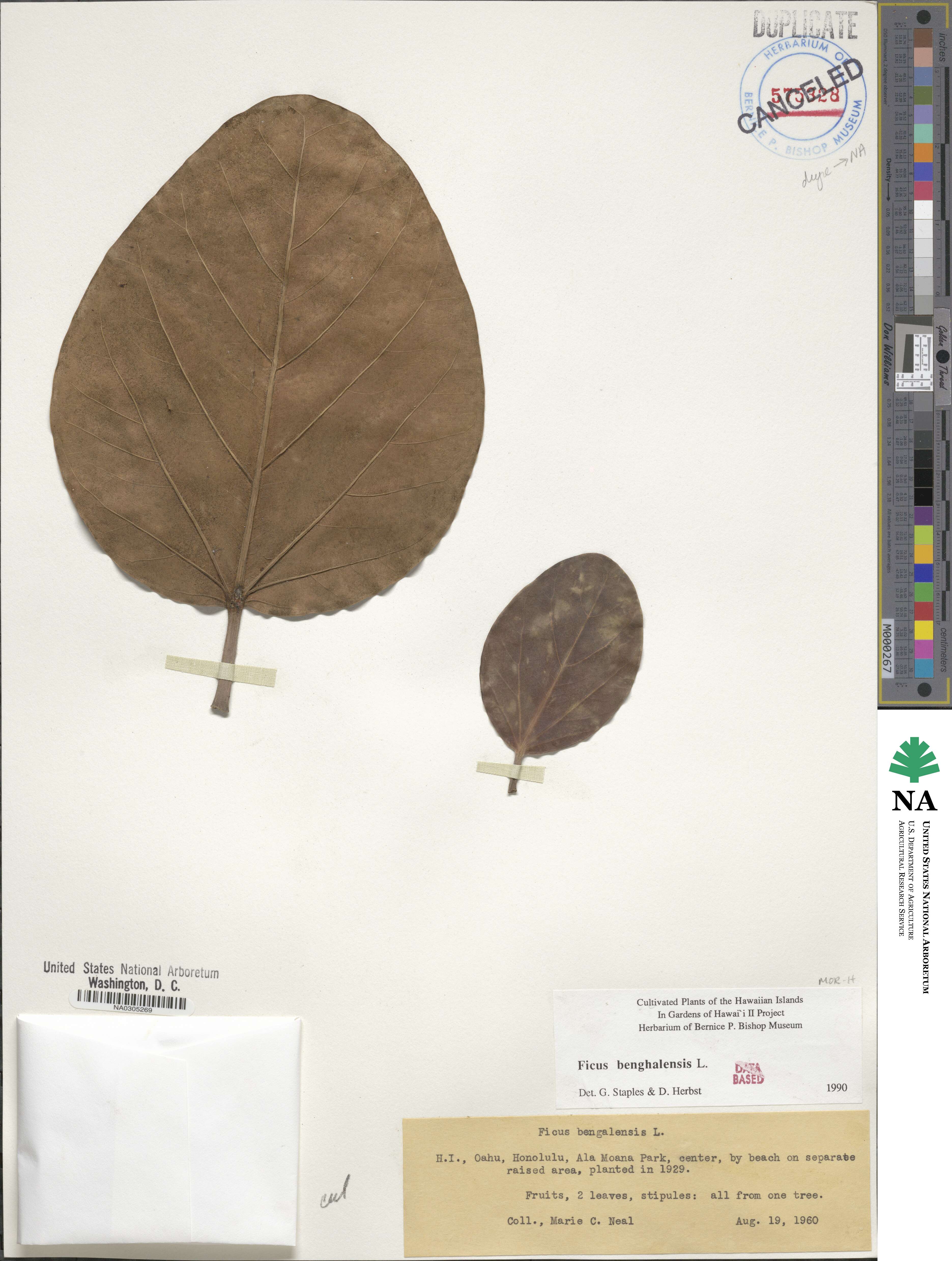 Ficus image