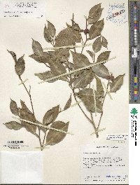 Ficus benjamina image