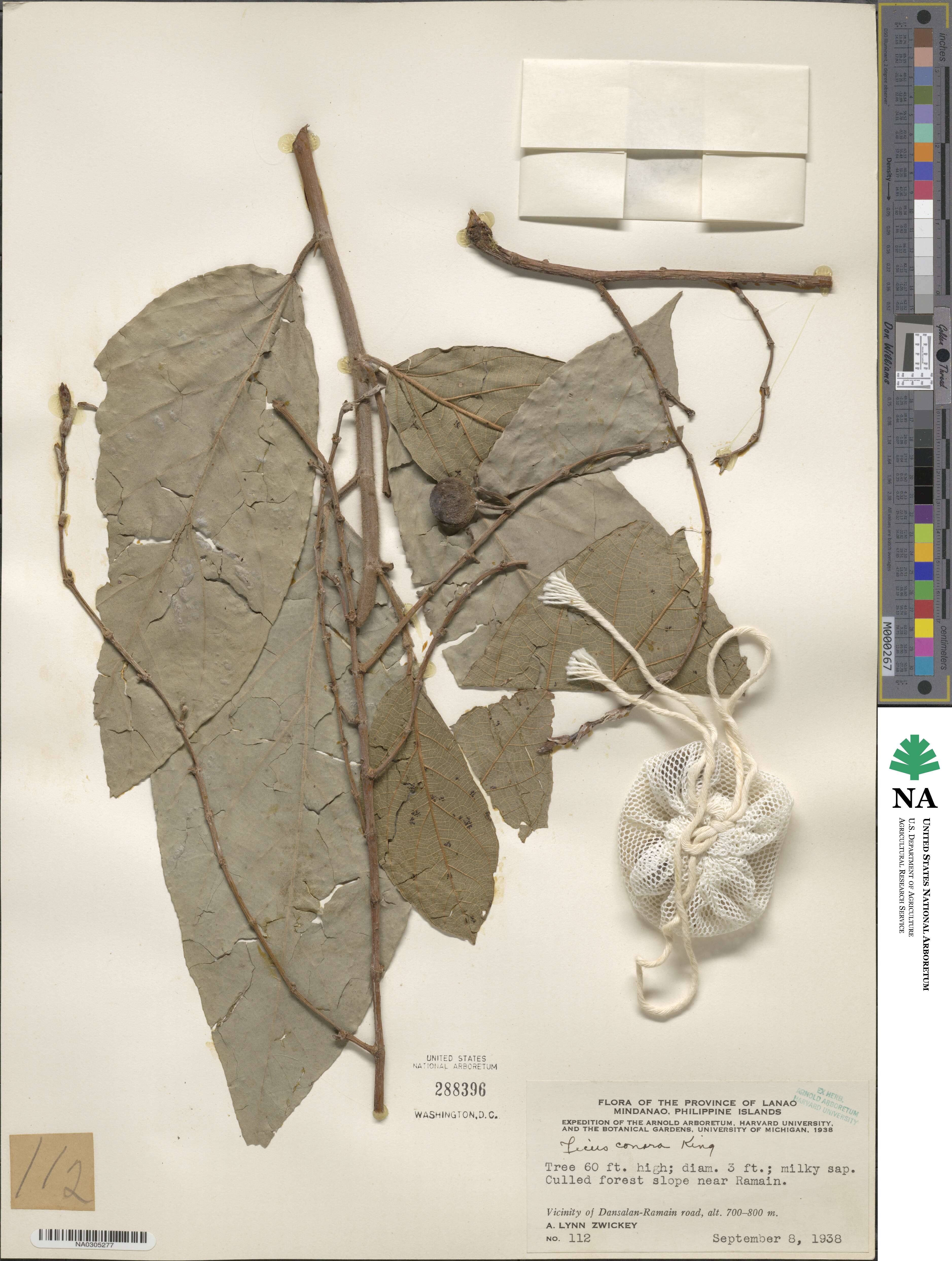 Ficus botryocarpa image