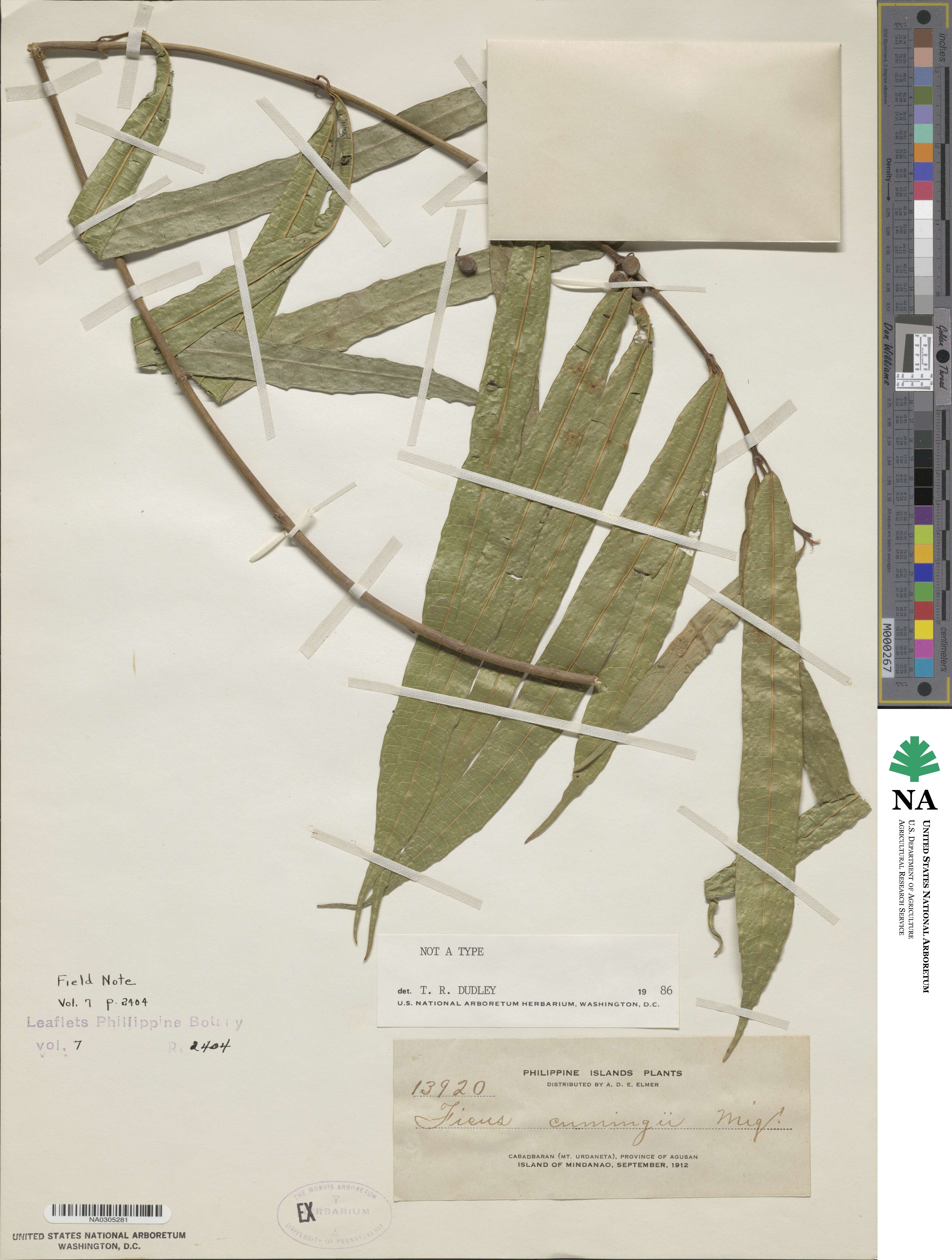 Ficus cumingii image