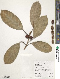 Ficus drupacea image