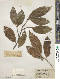 Ficus tinctoria image