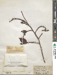 Ficus virens image