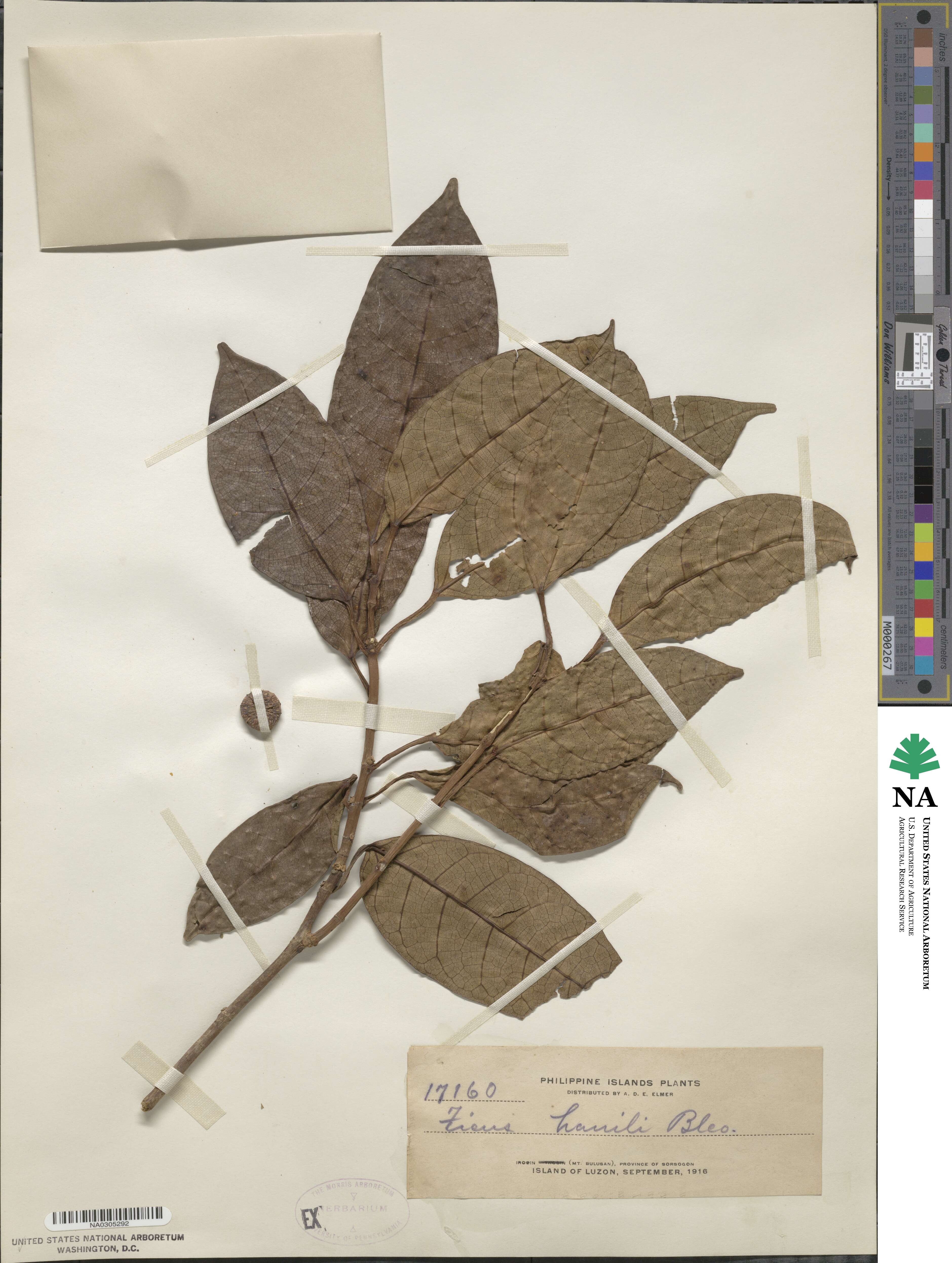 Ficus septica image