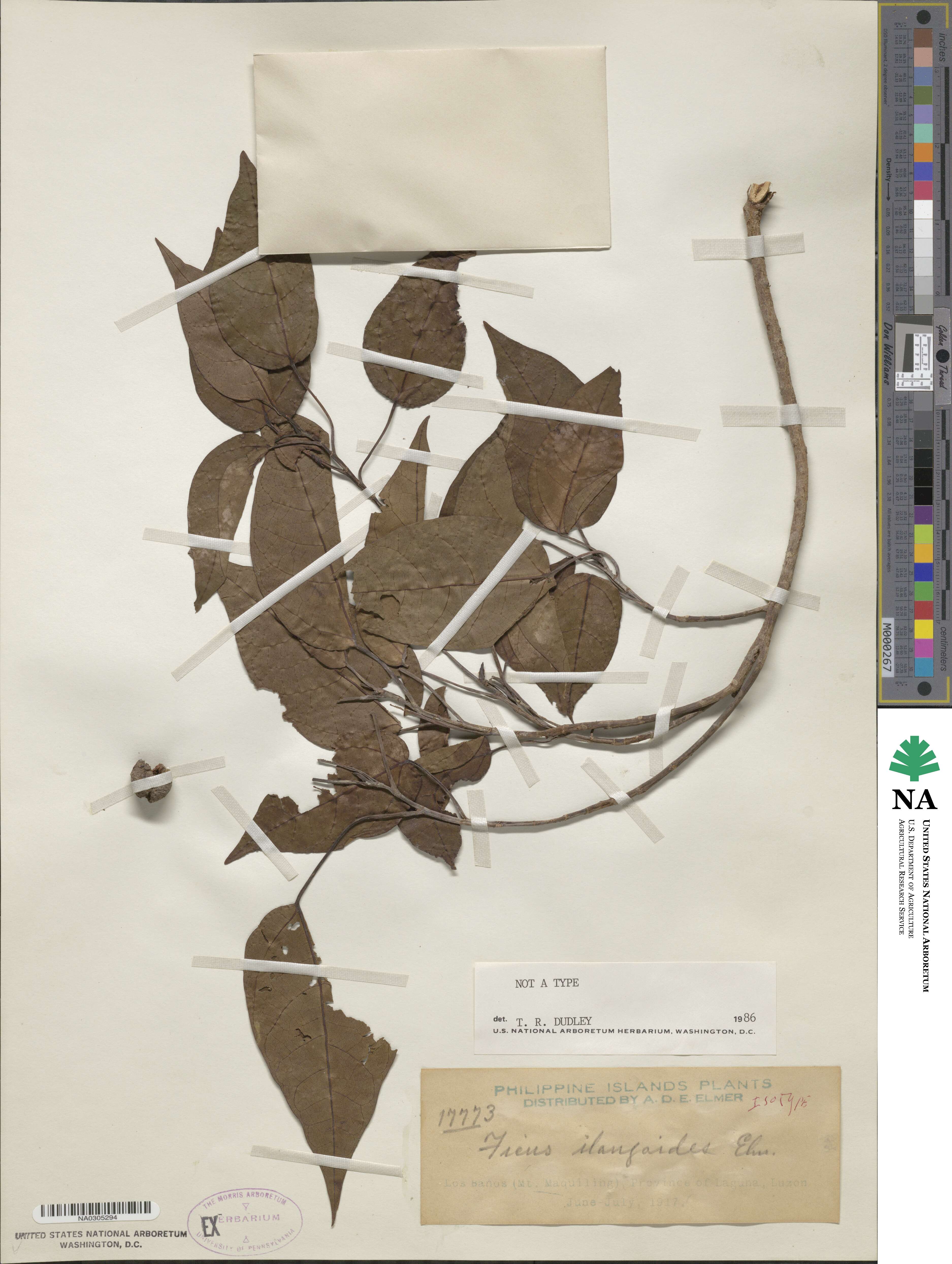 Ficus variegata image