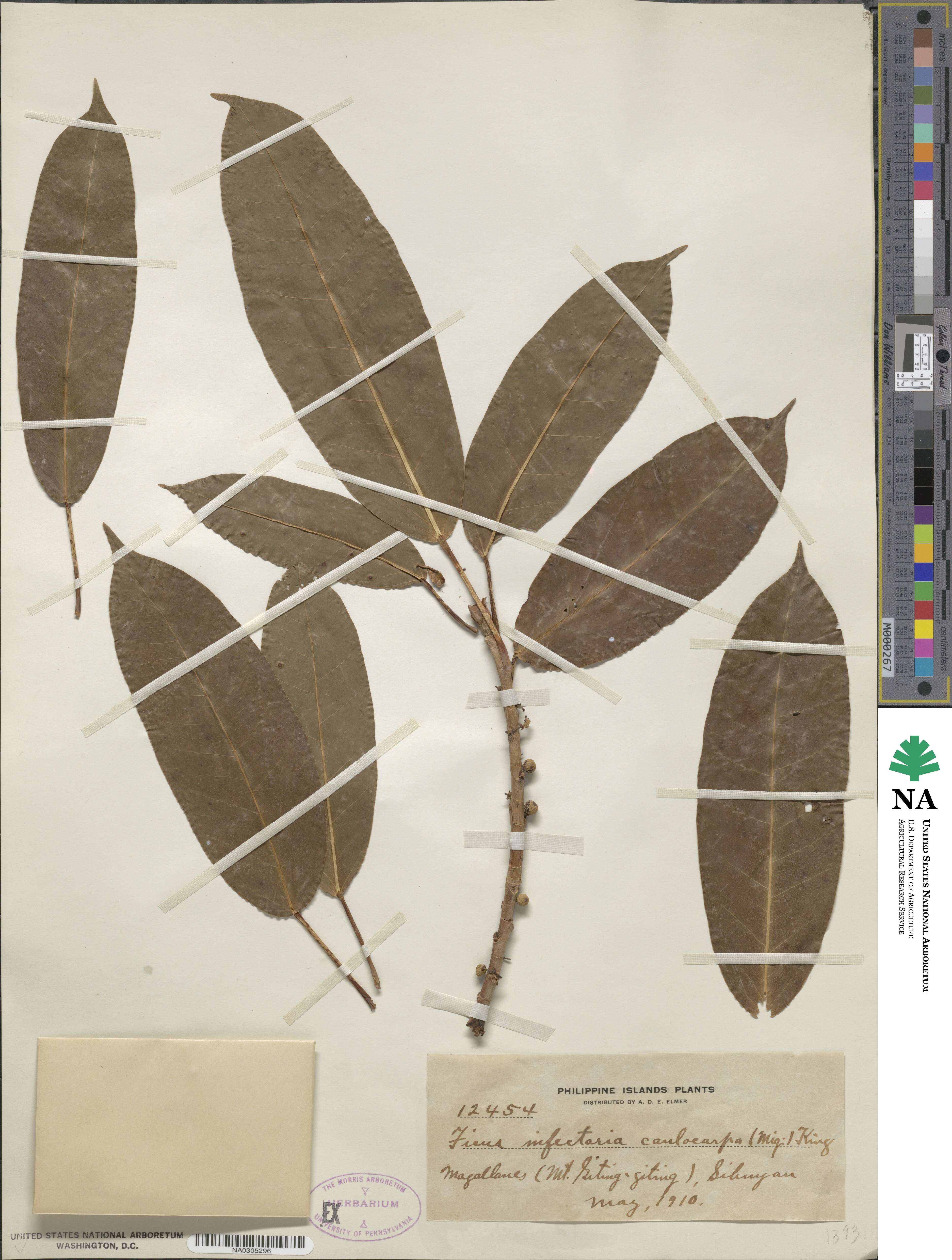 Ficus infectoria var. caulocarpa image