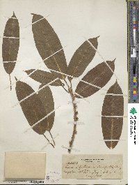 Ficus infectoria image