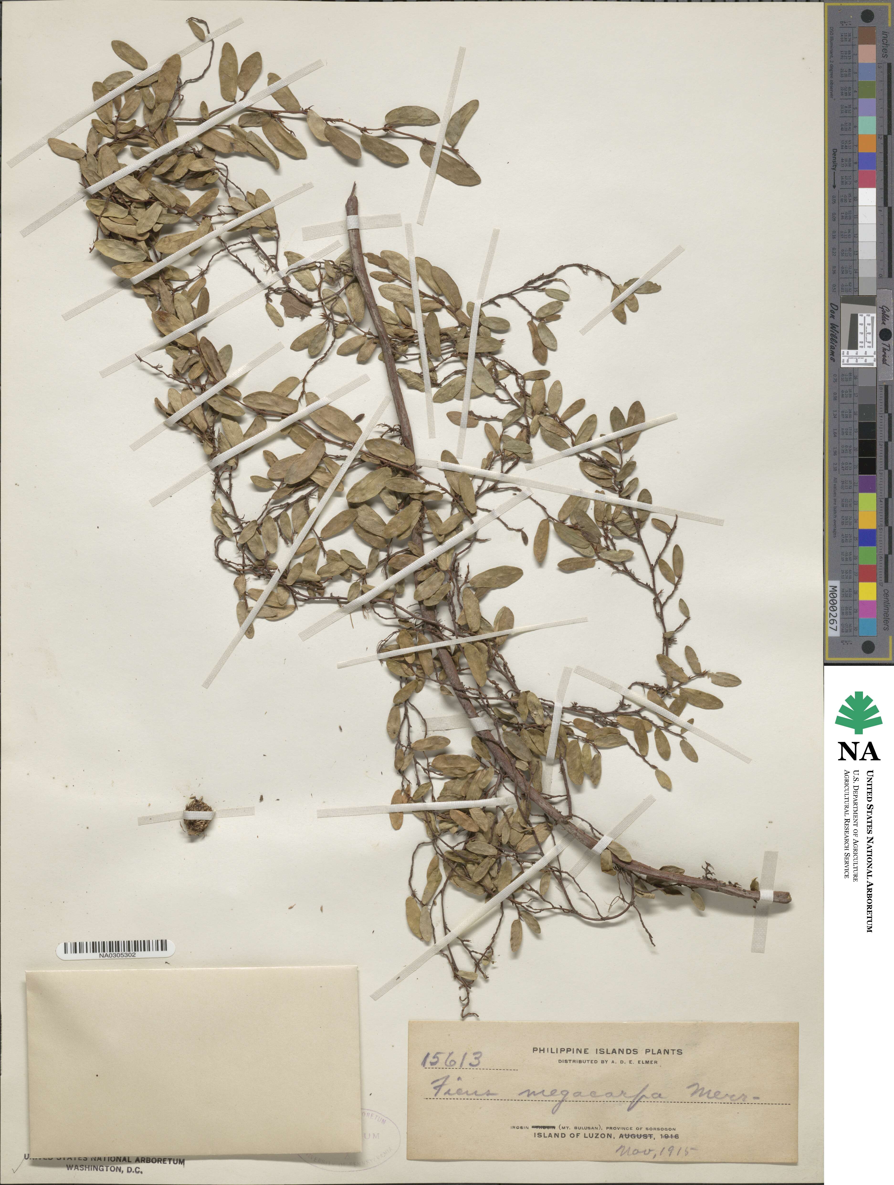 Ficus punctata image