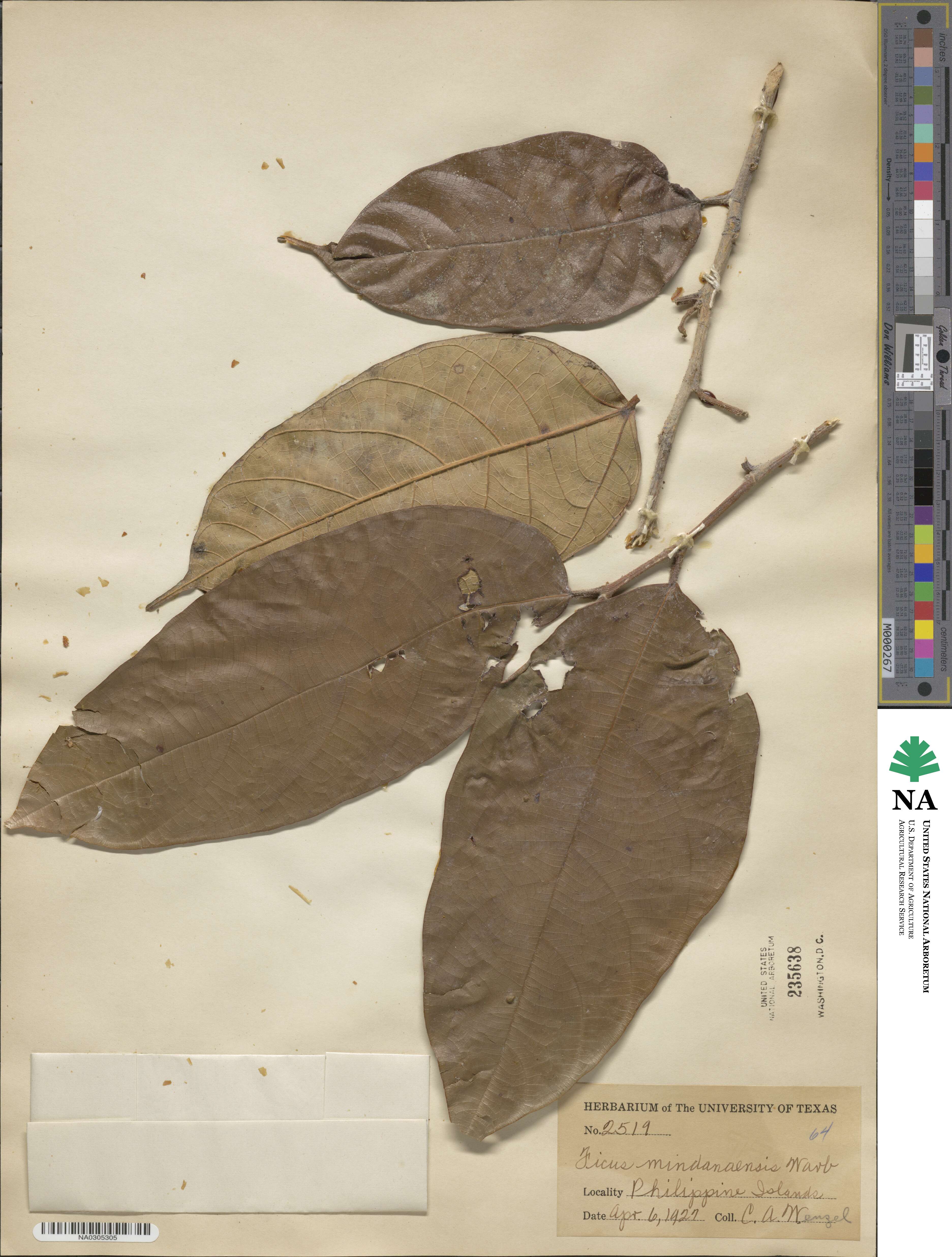 Ficus grewiifolia image