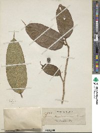 Ficus grewiifolia image