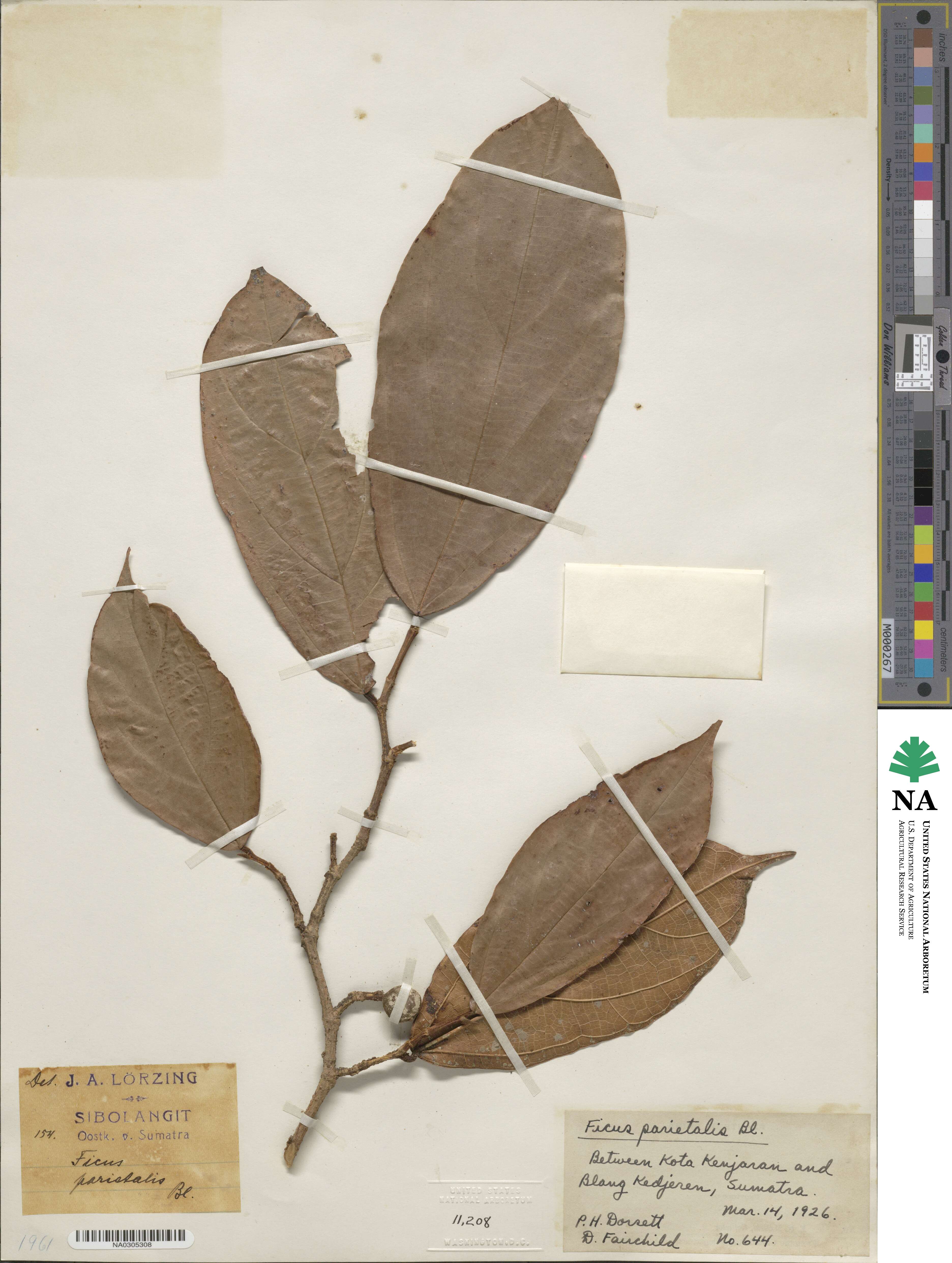 Ficus parietalis image