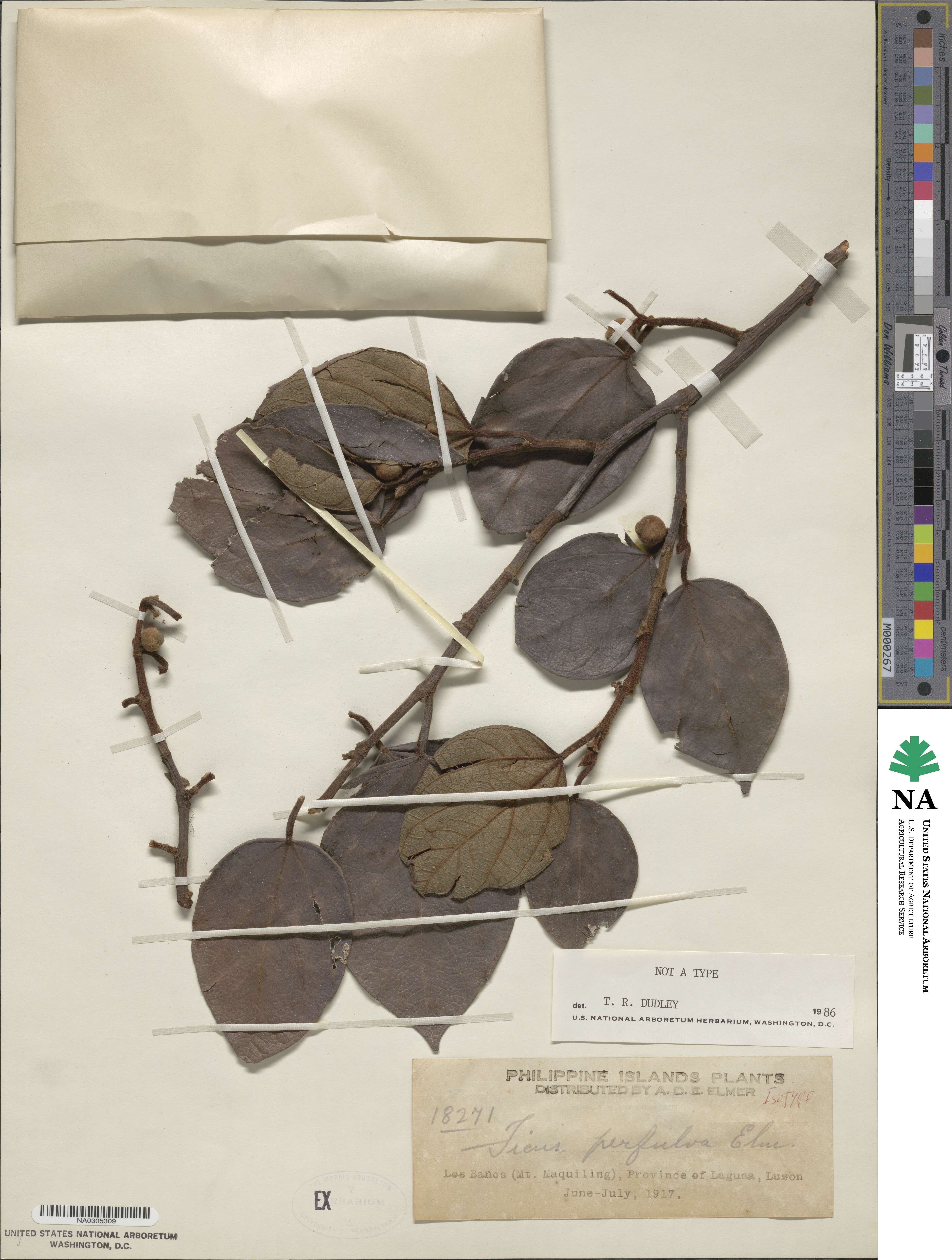 Ficus perfulva image