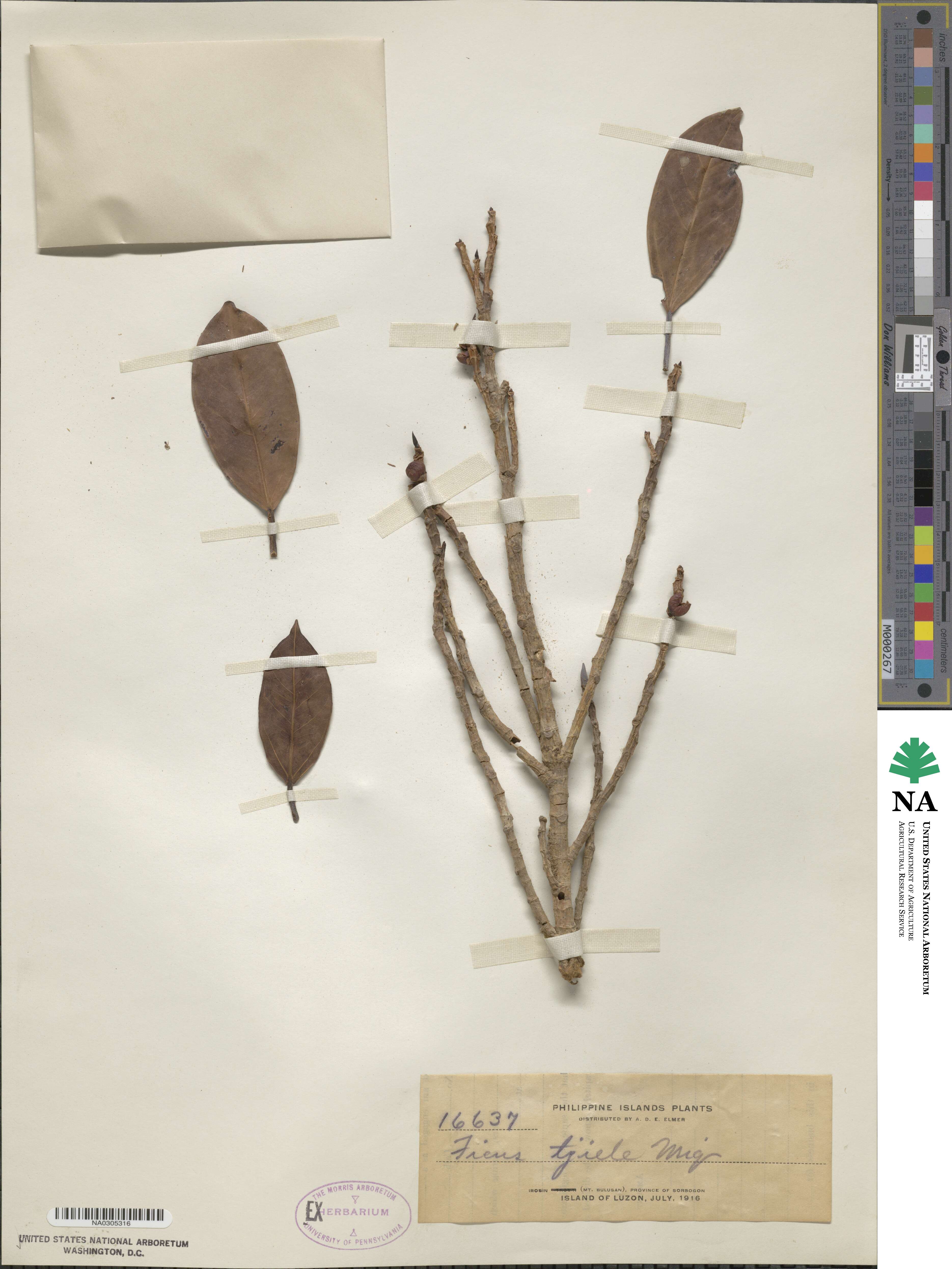 Ficus amplissima image