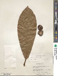 Ficus chlamydocarpa subsp. latifolia image