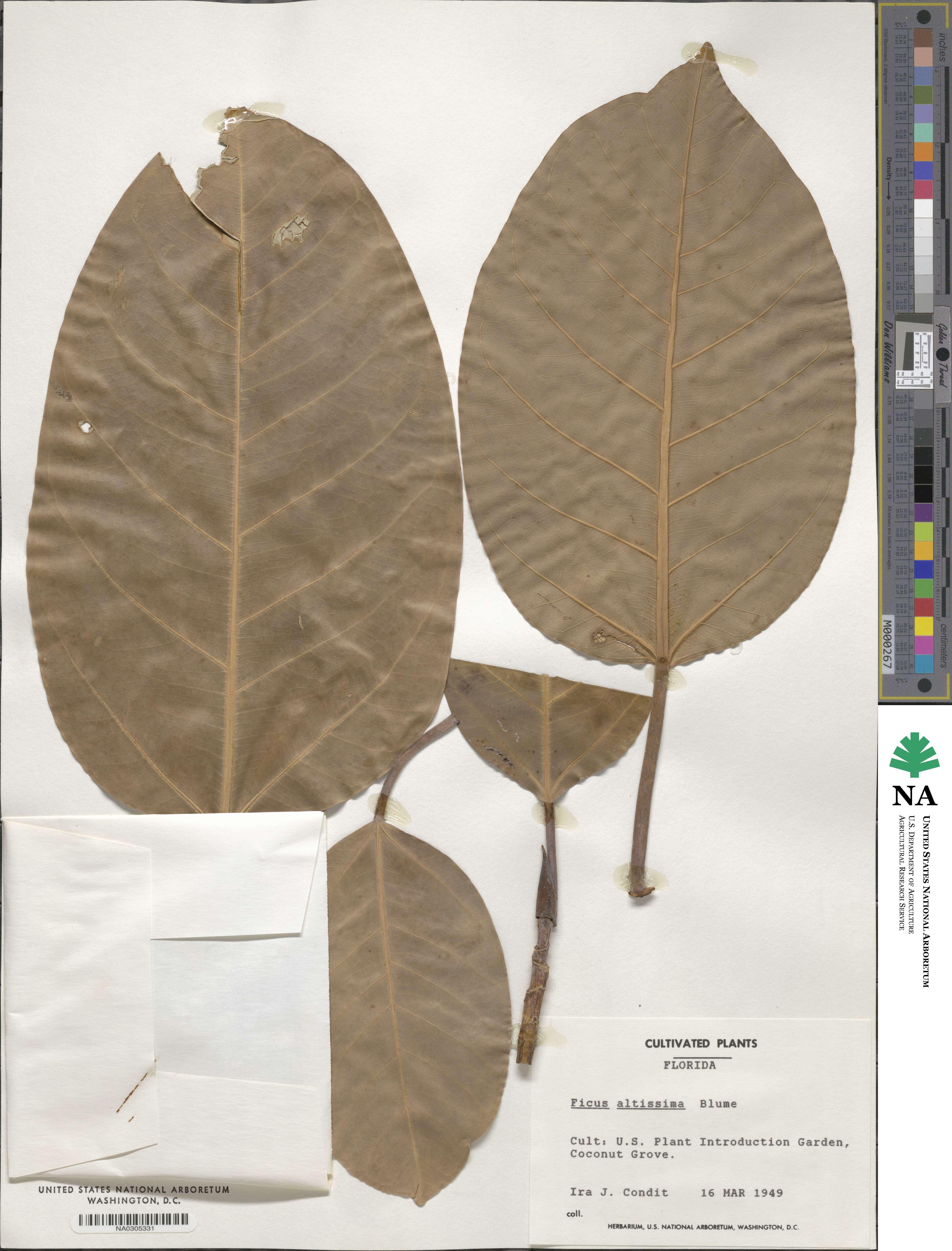 Ficus altissima image