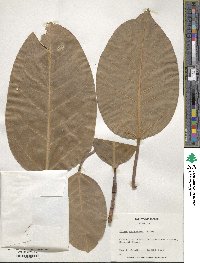 Ficus altissima image