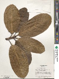 Ficus altissima image