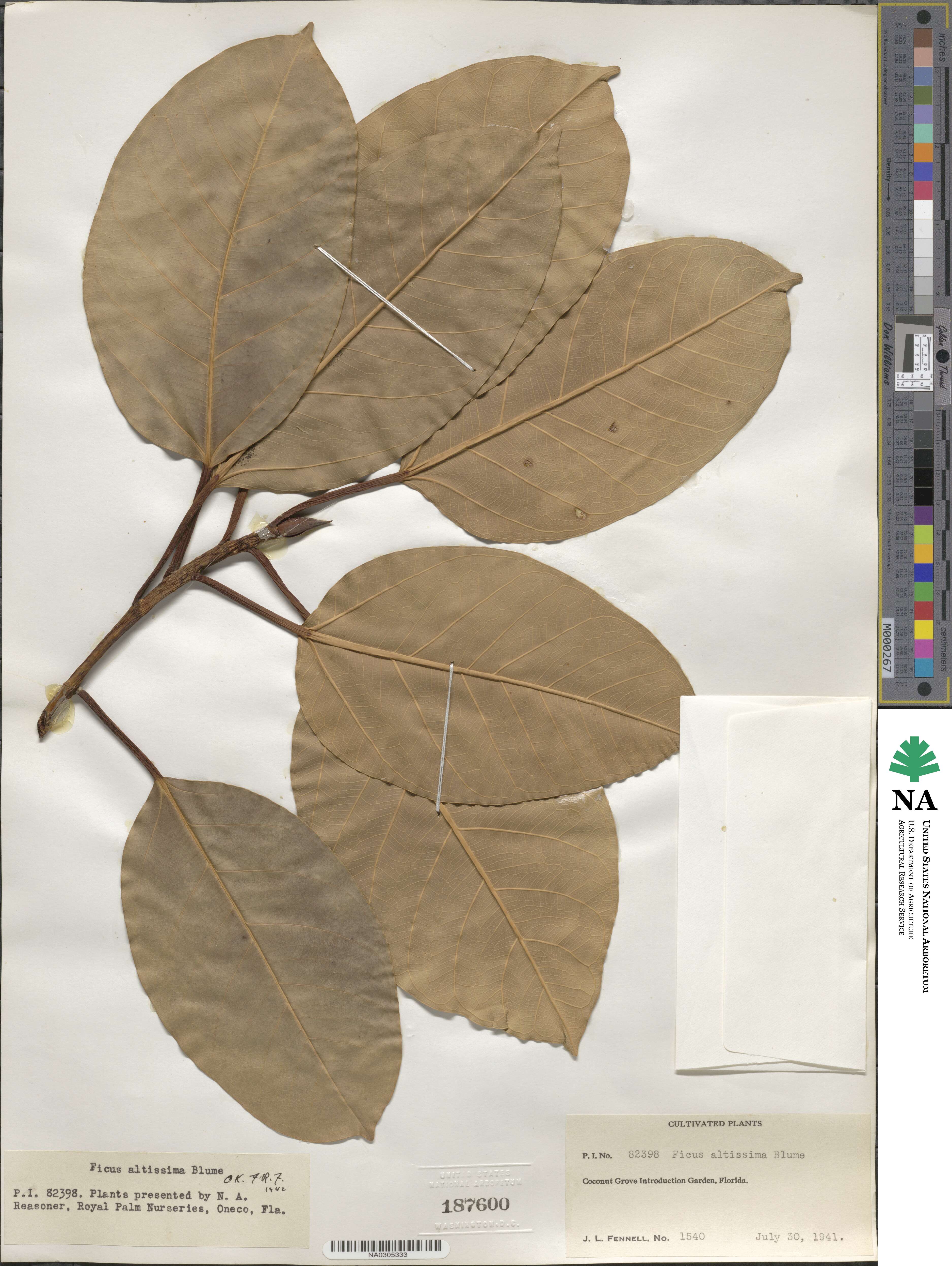 Ficus altissima image