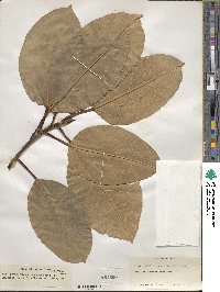 Ficus altissima image