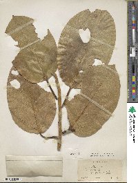 Ficus altissima image