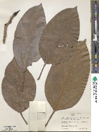 Ficus altissima image