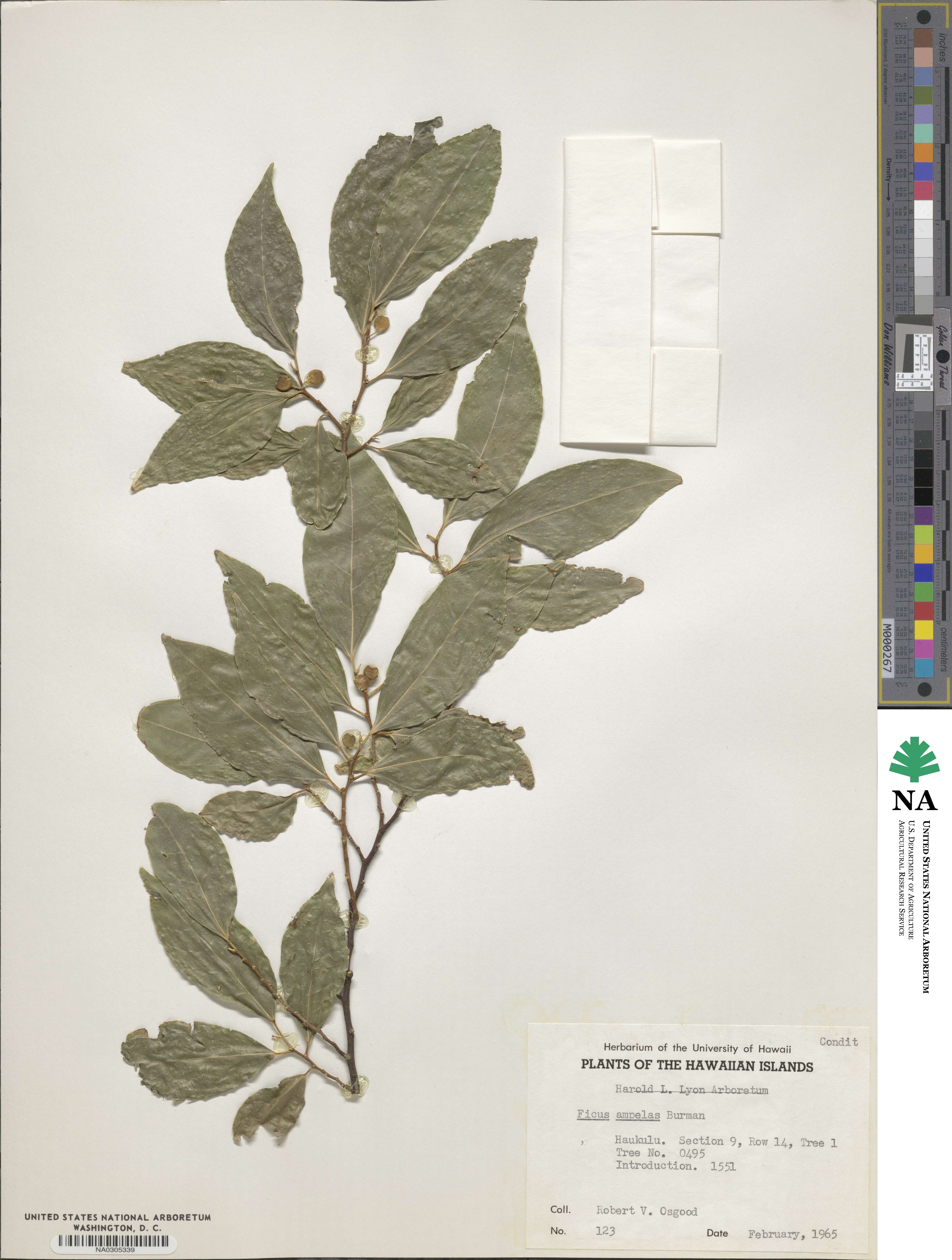 Ficus ampelas image