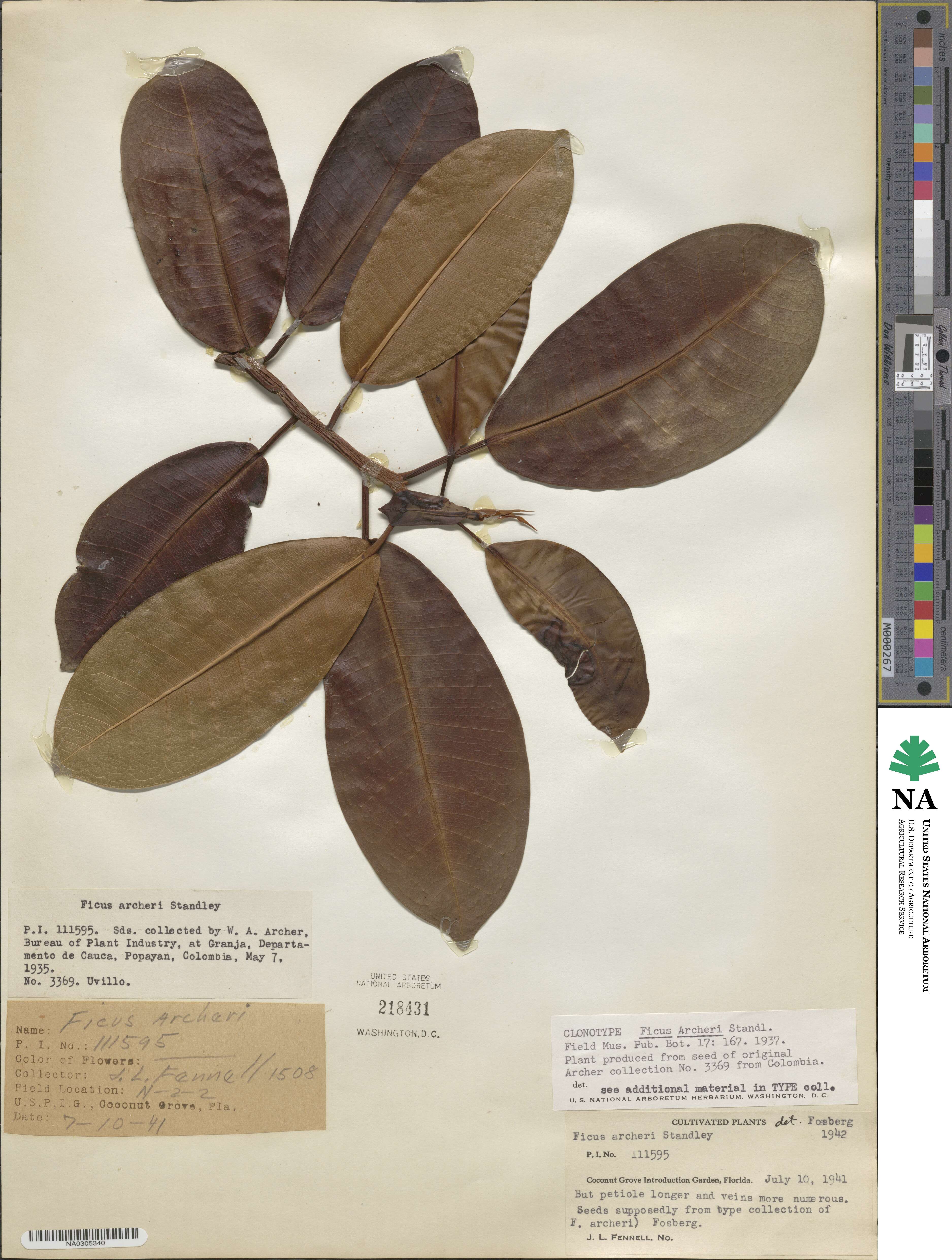 Ficus archeri image