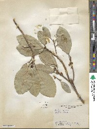 Ficus aurea image