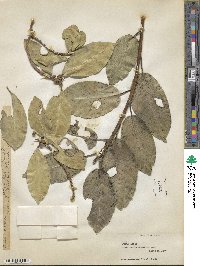 Ficus aurea image