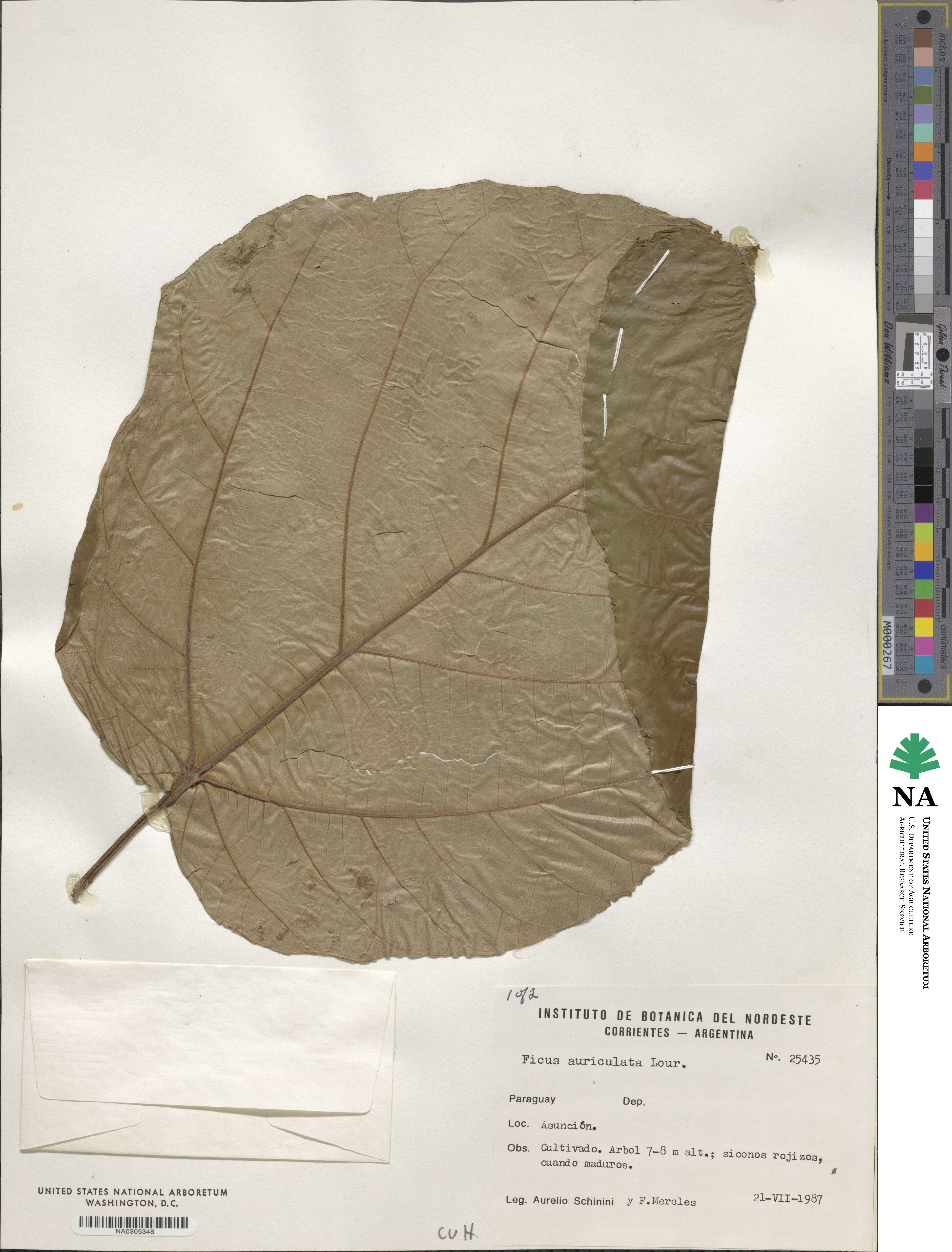 Ficus auriculata image