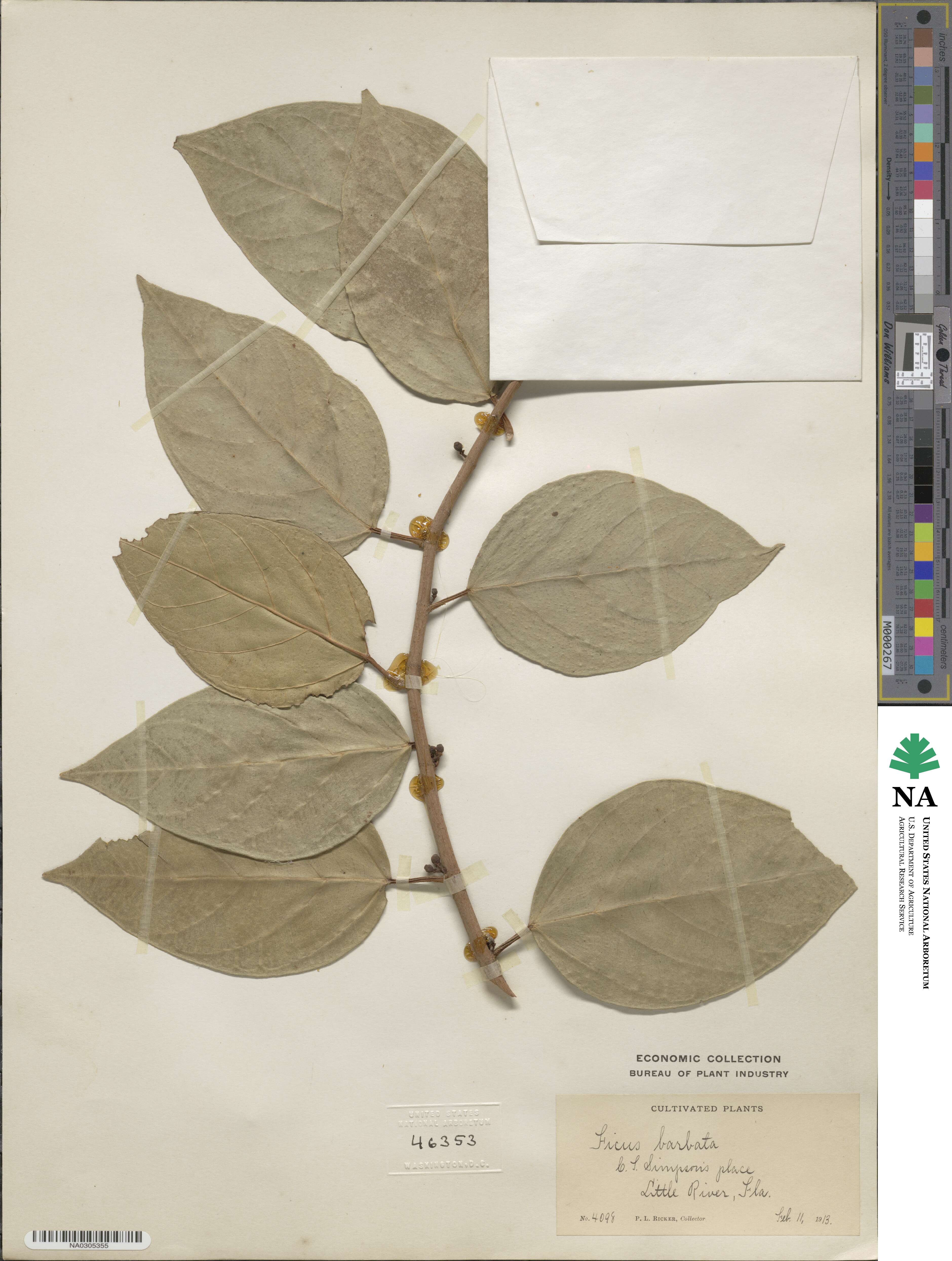 Ficus barbata image