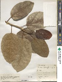 Ficus benghalensis image