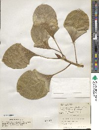 Ficus benghalensis image