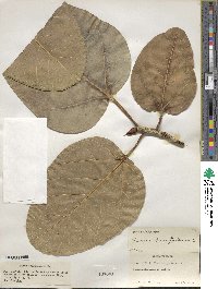 Ficus benghalensis image