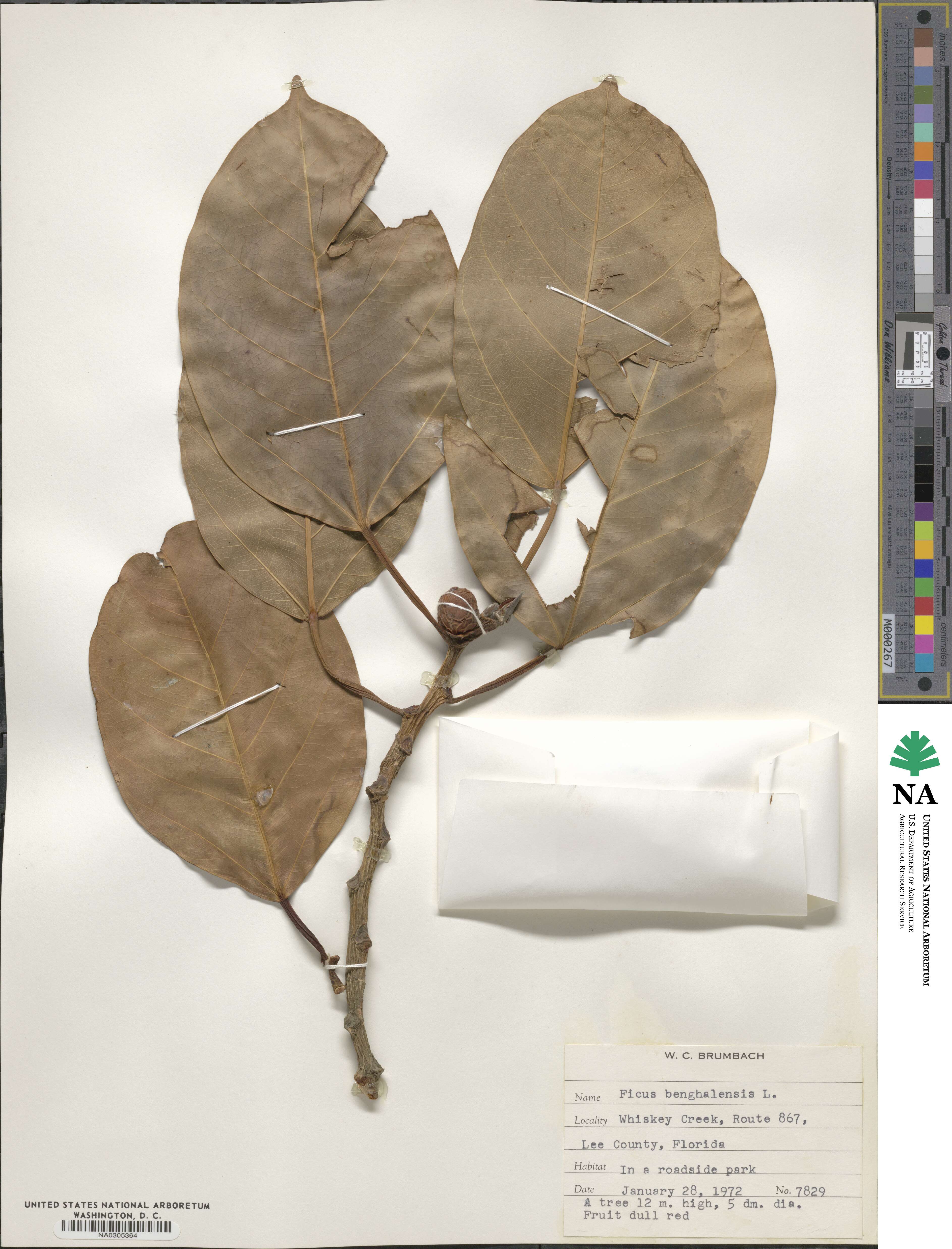 Ficus benghalensis image