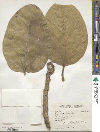 Ficus benghalensis image