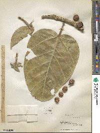 Ficus benghalensis image