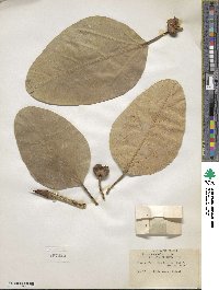 Ficus benghalensis image